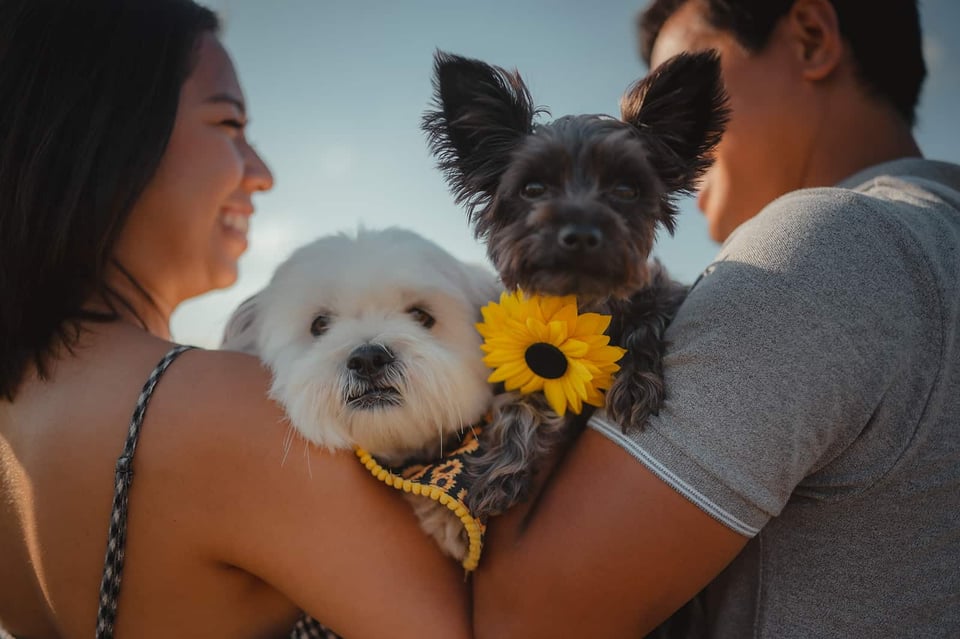 Renalyn during a sunflower photography session